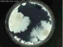 bacteria.jpg