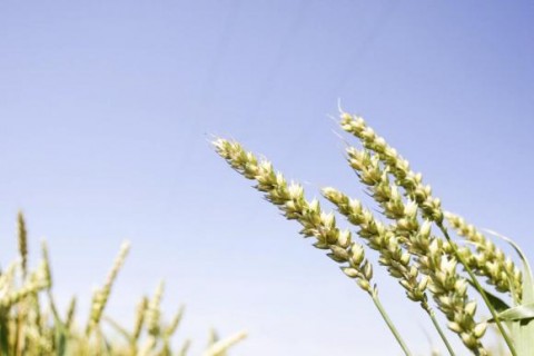 You Can Be Green and Tech landscape 006 480x320