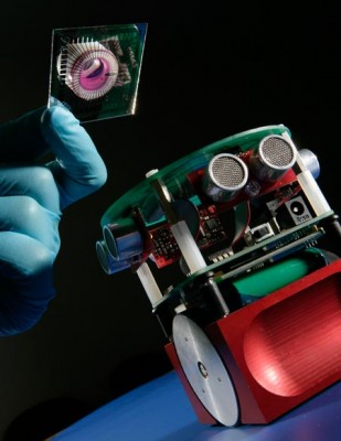 Rat neuron infused robot learns, avoids obstacles robot brain 309x400