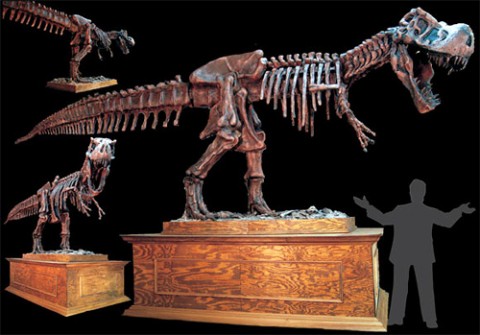 animate rex 480x335