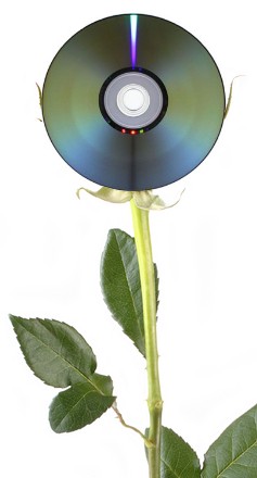 rosedc