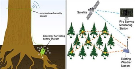 Voltree Power makes trees sensitive trees nukes
