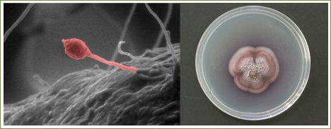 Fungus could make for new diesel fuel g roseum