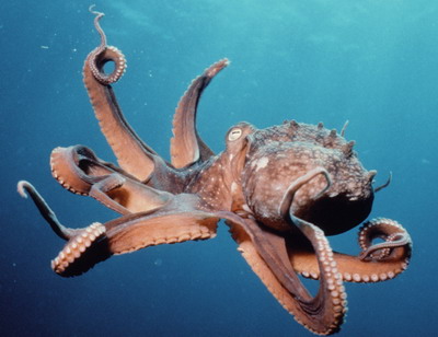 octopus octopus