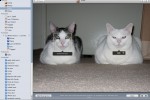 ilife_photo_cat_face_recognition_1 ilife photo cat face recognition 1 150x100