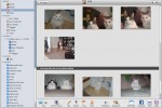 ilife_photo_cat_face_recognition_2 ilife photo cat face recognition 2 150x100