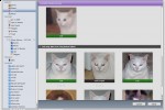 ilife_photo_cat_face_recognition_3 ilife photo cat face recognition 3 150x100