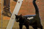 fear 2 cat billboards 1 150x100