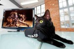 fear 2 cat billboards 2 150x100