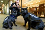 fear 2 cat billboards 3 150x100