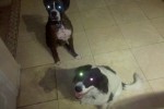 quincy and abby w droid 150x100