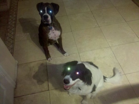 quincy and abby w droid