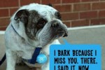 Puppy Tweets Medallion Lets Your Dog Tweet with Every Bark