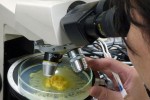 Yellow slime mold may hold the key to bio-computers