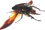 Cockroach RoboBugs could be coming soon — espionage at its finest