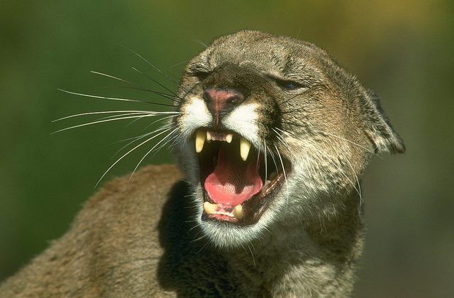 Mountain Lion could maul Windows 8