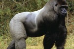 Gorilla undergoes surgery for broken jaw at human hospital
