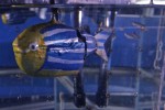 Robotic fish is accepted by real fish