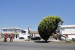 South LA residents mourn timber cut to clear space shuttle fly-by