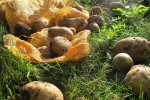 Boeing testing WiFi signals on airplanes using potatoes