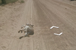 Google denies claim that a Street View car hit a donkey