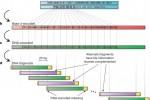 Scientists encode MP3s, PDF, photograph, and algorithm to DNA