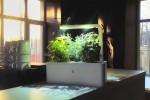 Smart Herb Garden germinates on Kickstarter