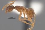 Gadget-eating crazy ants causing millions in damages