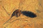 Ancient mosquito fossil has traces of the bugs last blood meal