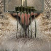 E-whiskers could give robots cat-like supersenses