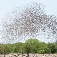 Researcher demonstrate a flock of autonomous flying drones