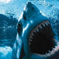 Wearables for sharks: Life-logging misunderstood predators