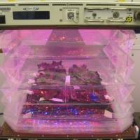 NASA Veggie project will grow vegetables in the International Space Station