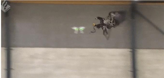 Dutch Police use an eagle to down drones
