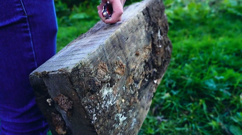 swiss army knife corkscrew carry log handle