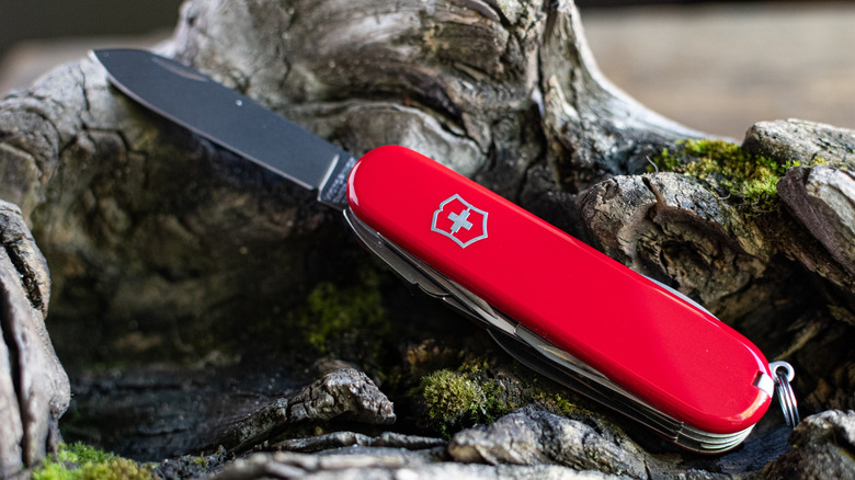 swiss army knife tree stump display