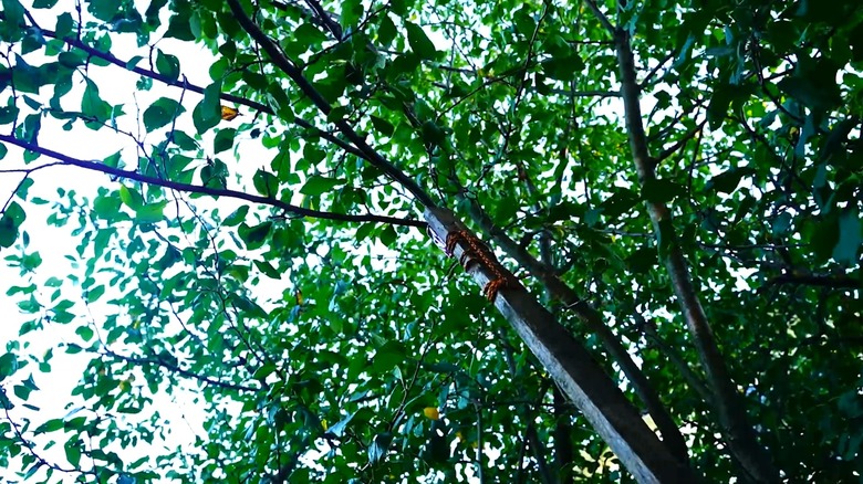 swiss army knife pole saw