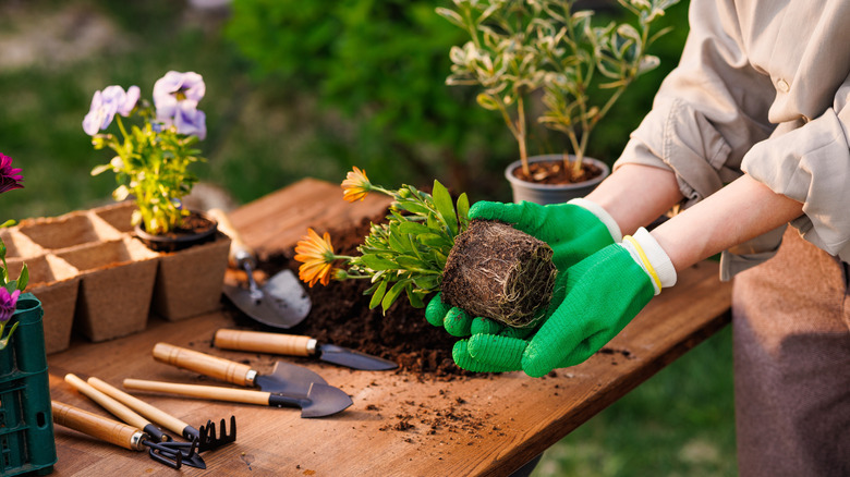 gardening