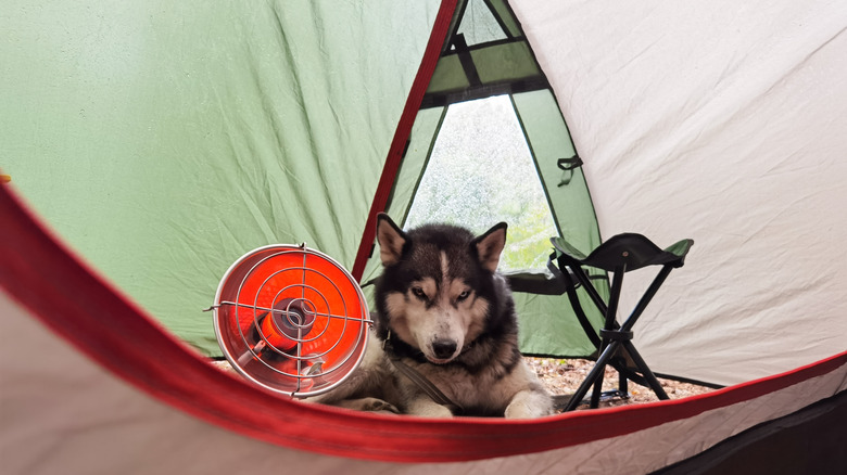 husky laying next to heater inside tent