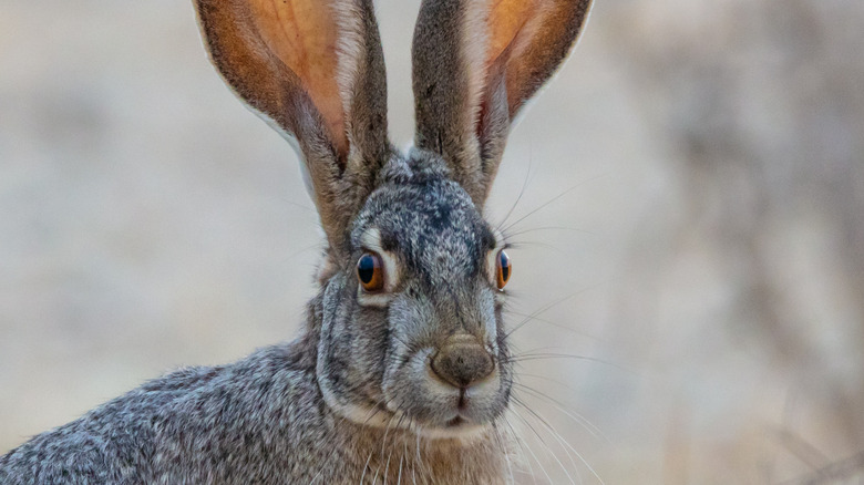 A black-tailed jackrabbit.