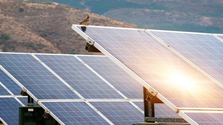 A lark perched on a solar panel.