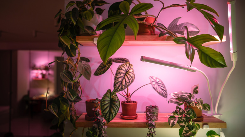 Indoor plants under plant lights