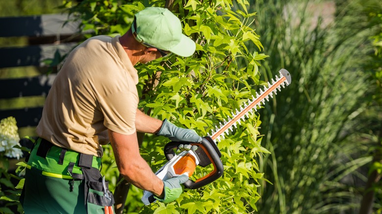 Man trimming a hedge