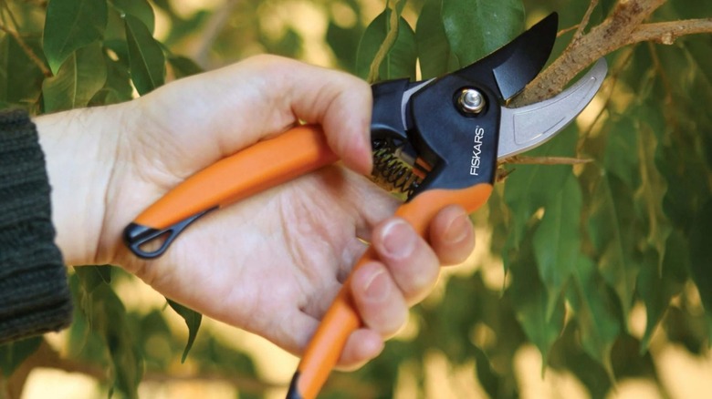 Fiskars 8-inch Bypass Pruner in use