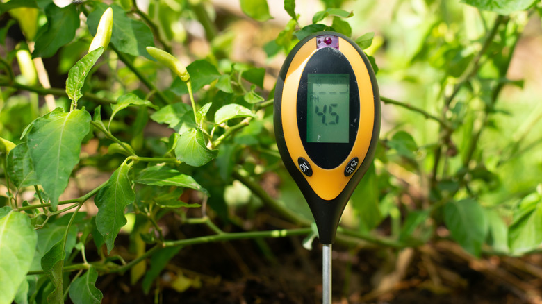 a moisture meter in the soil
