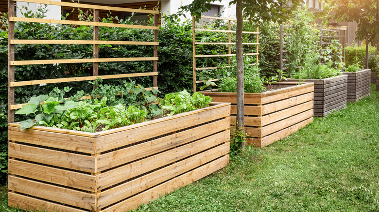raised garden beds in a row