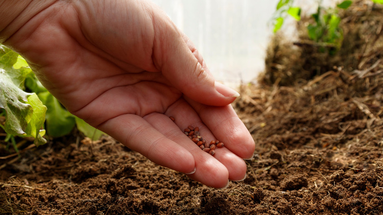 hand planting seeds in soil