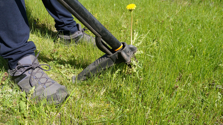 pulling weeds with a stand up weeder tool