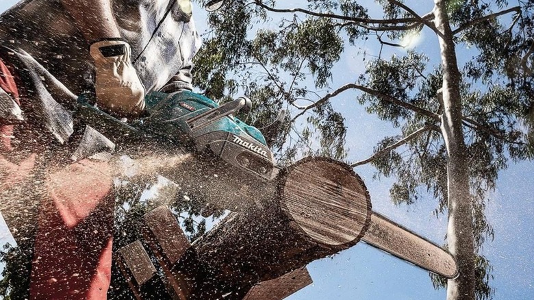 cutting log with Makita chainsaw
