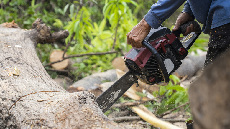 person using chainsaw in forest on log